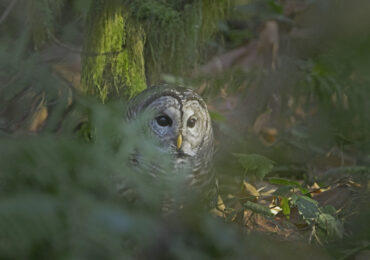 Barred Owl, December 20, 2021