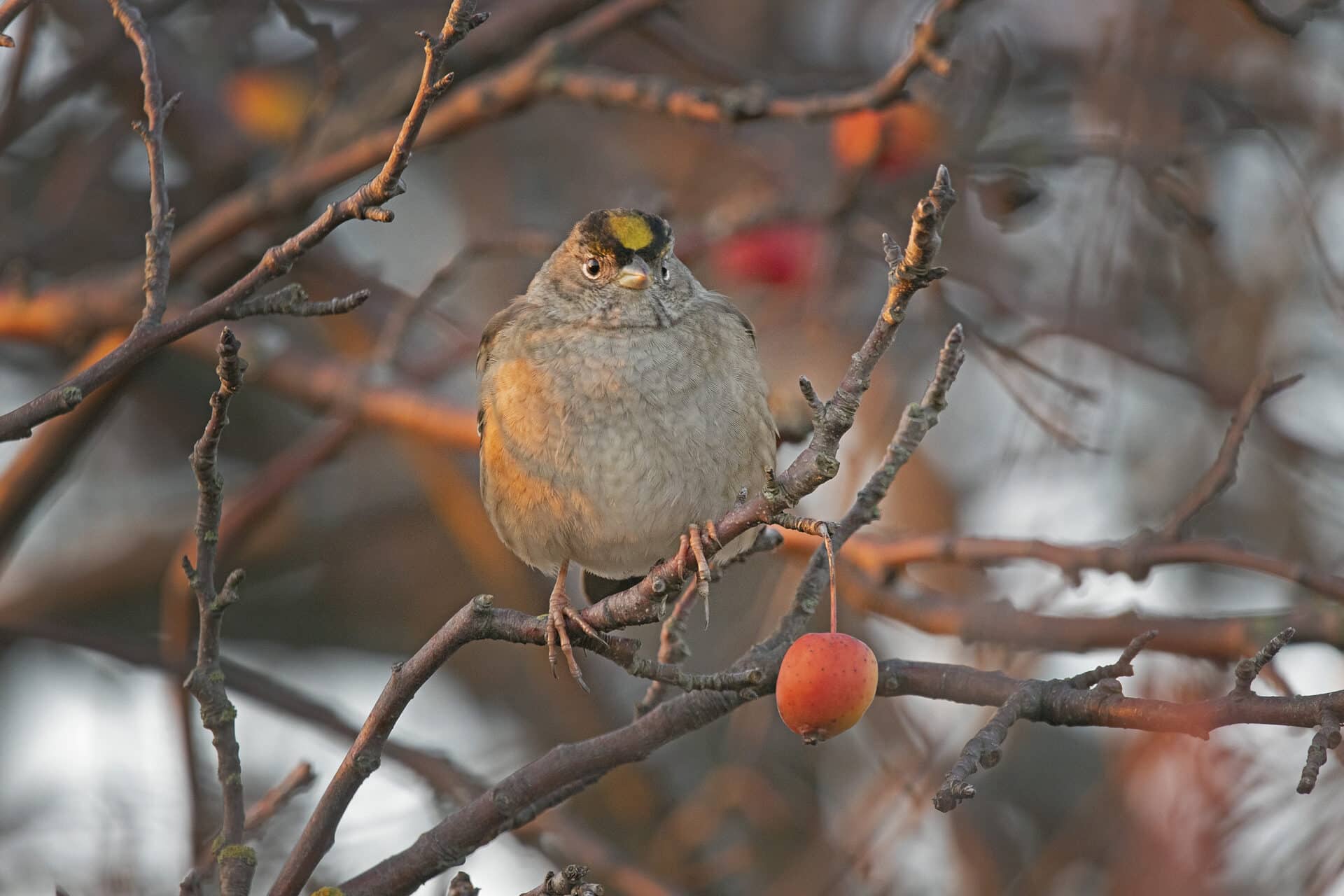 Golden Crowned Sparrow, December 8, 2021
