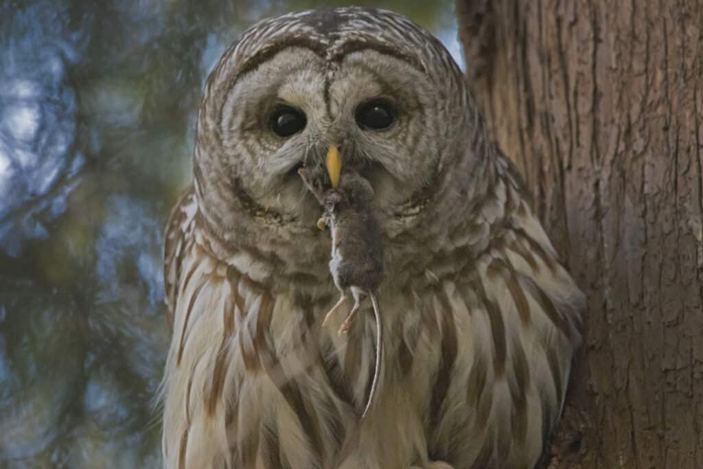 Barred Owl Eating Mouse