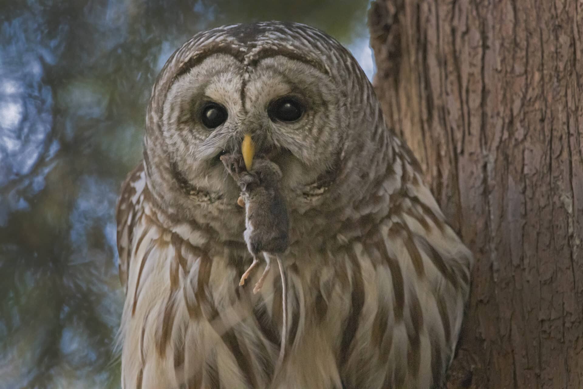 Barred Owl Eating Mouse