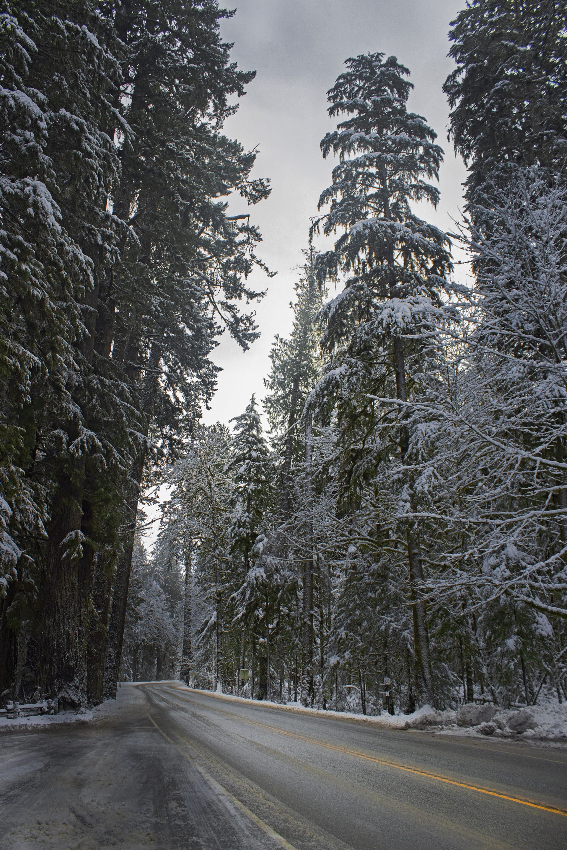 Cathedral Grove Highway, January 4, 2022