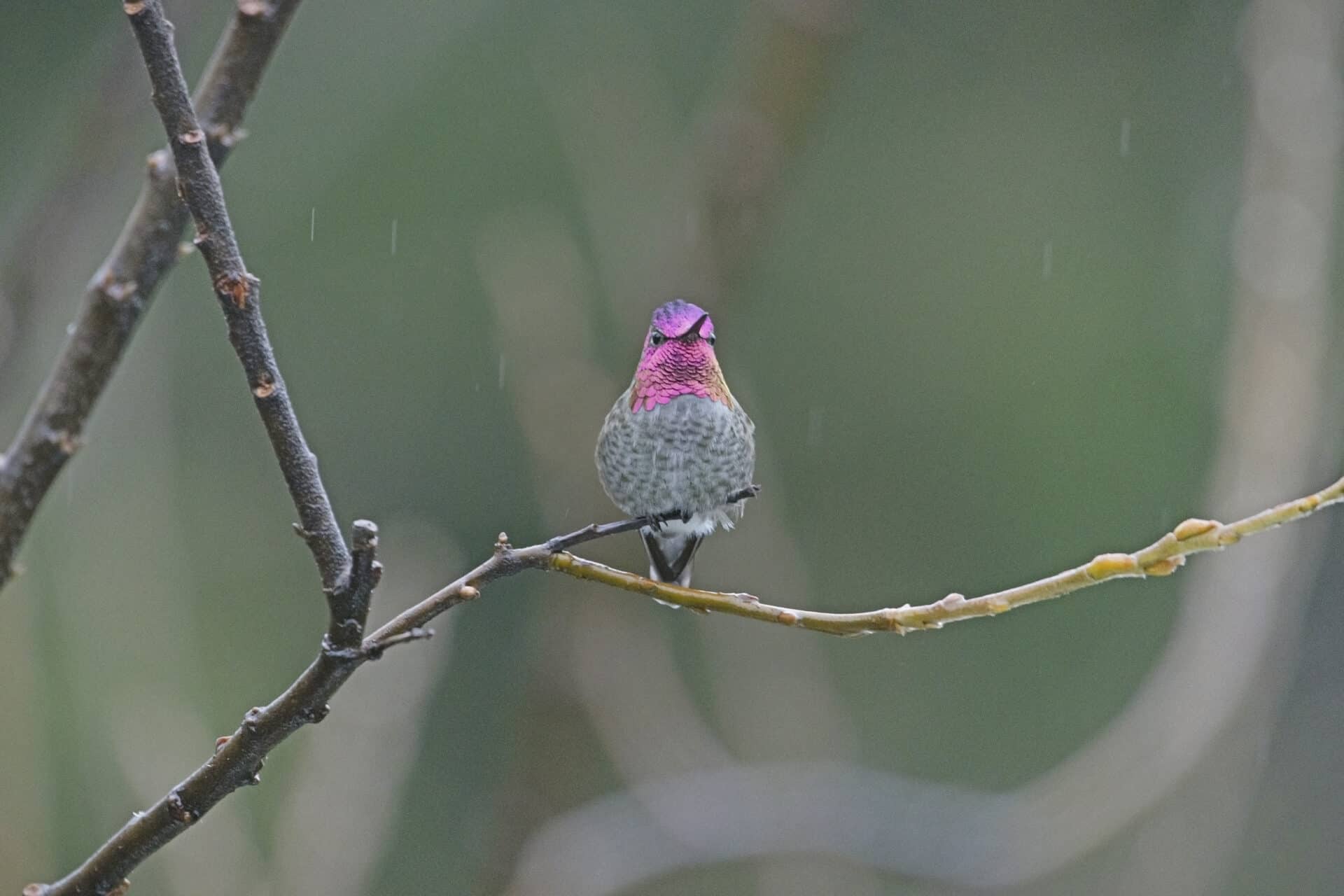 Anna's Hummingbird, January 6, 2022