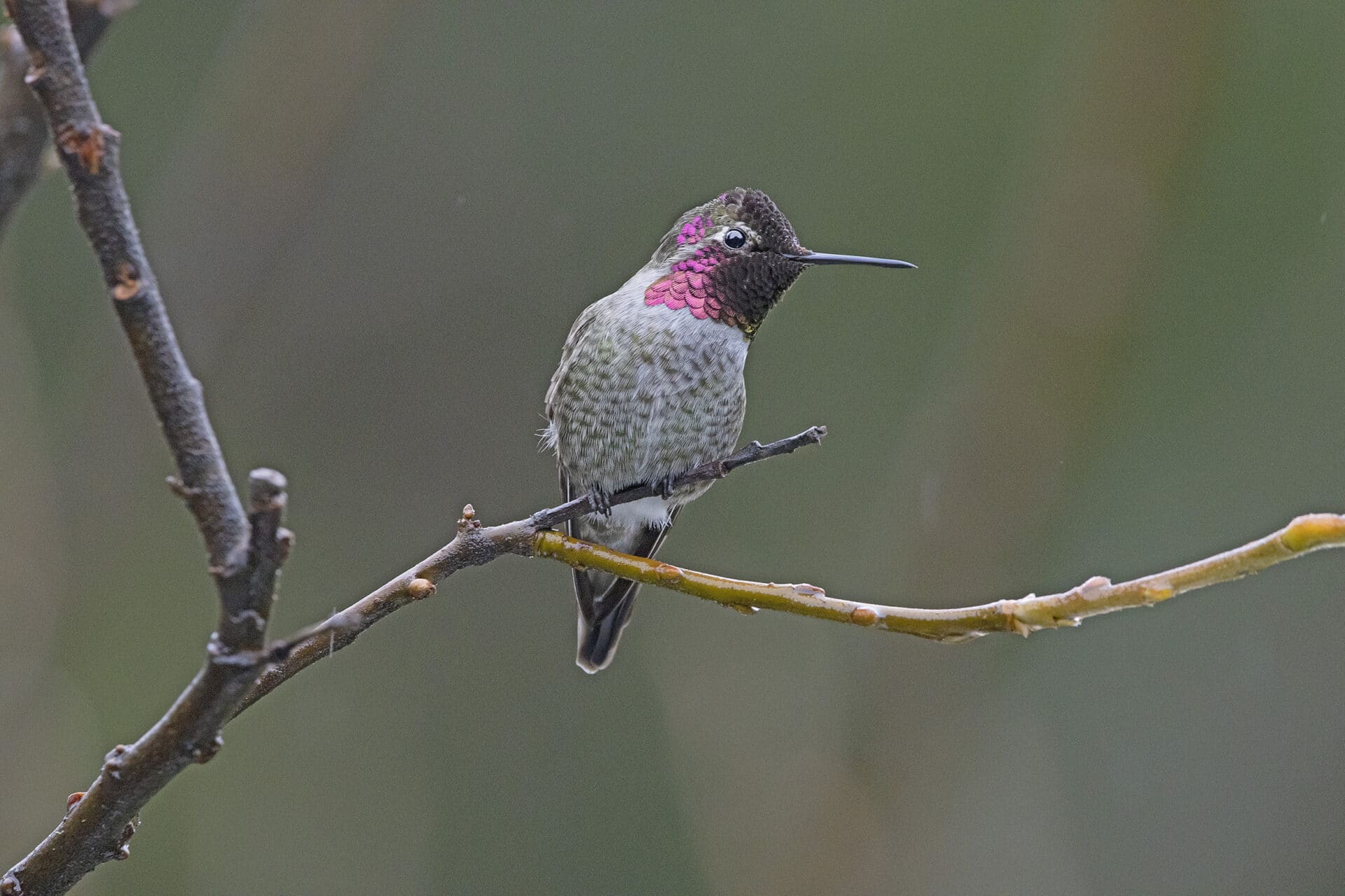 Anna's Hummingbird, January 6, 2022