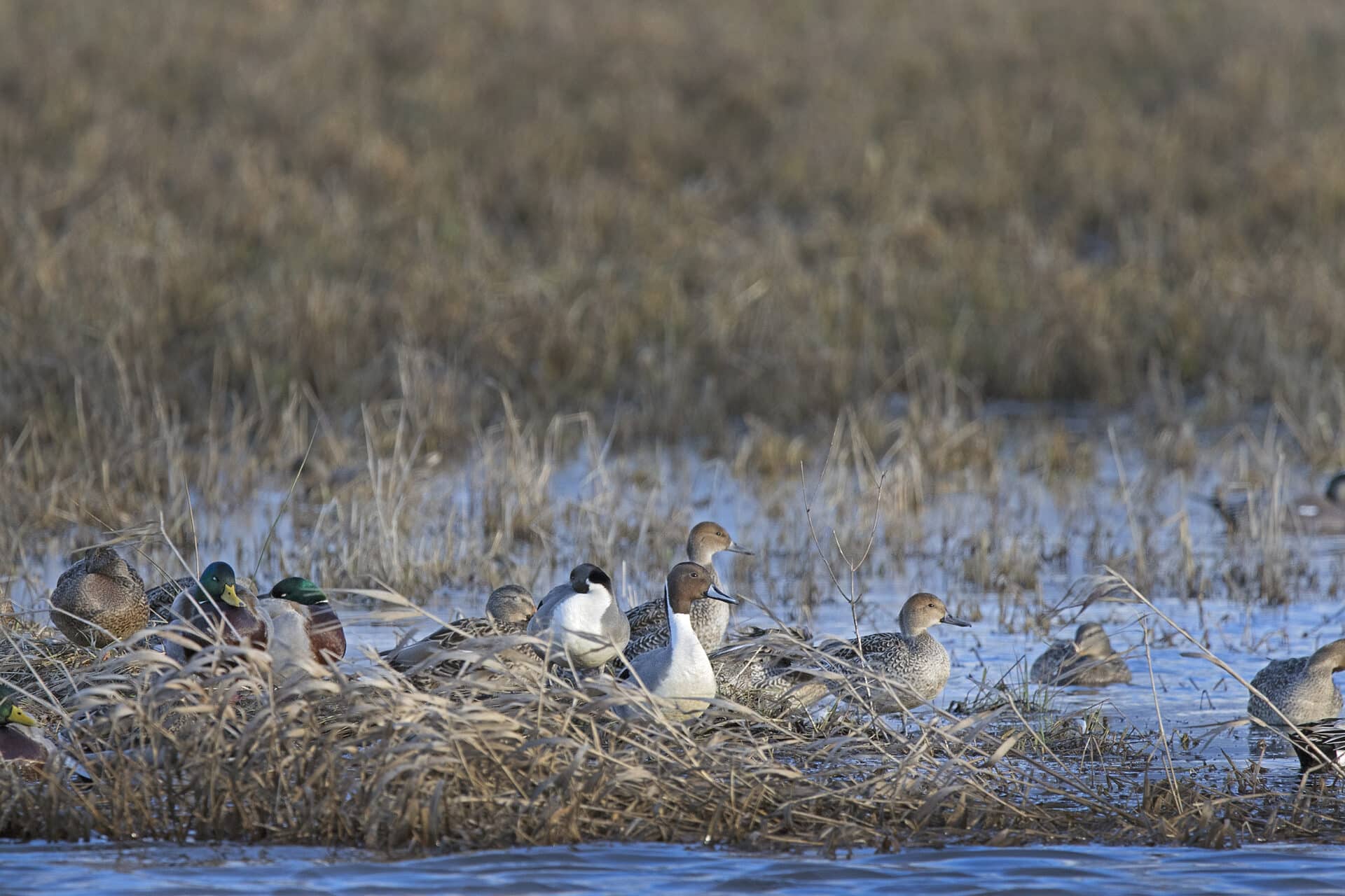 Mixed waterfowl
