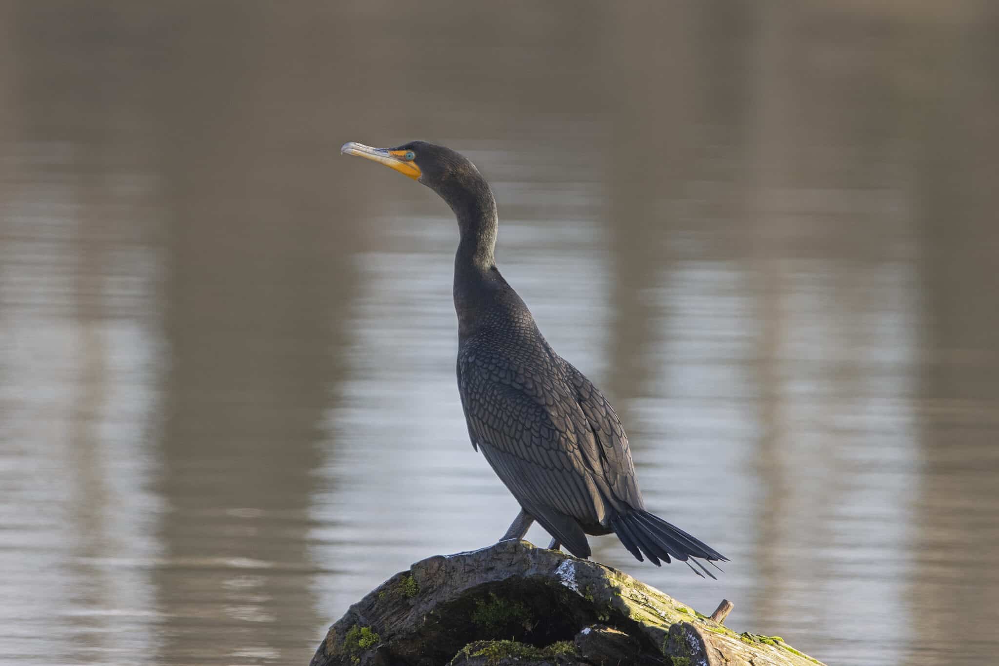 Double-Crested Cormorant, January 22, 2022