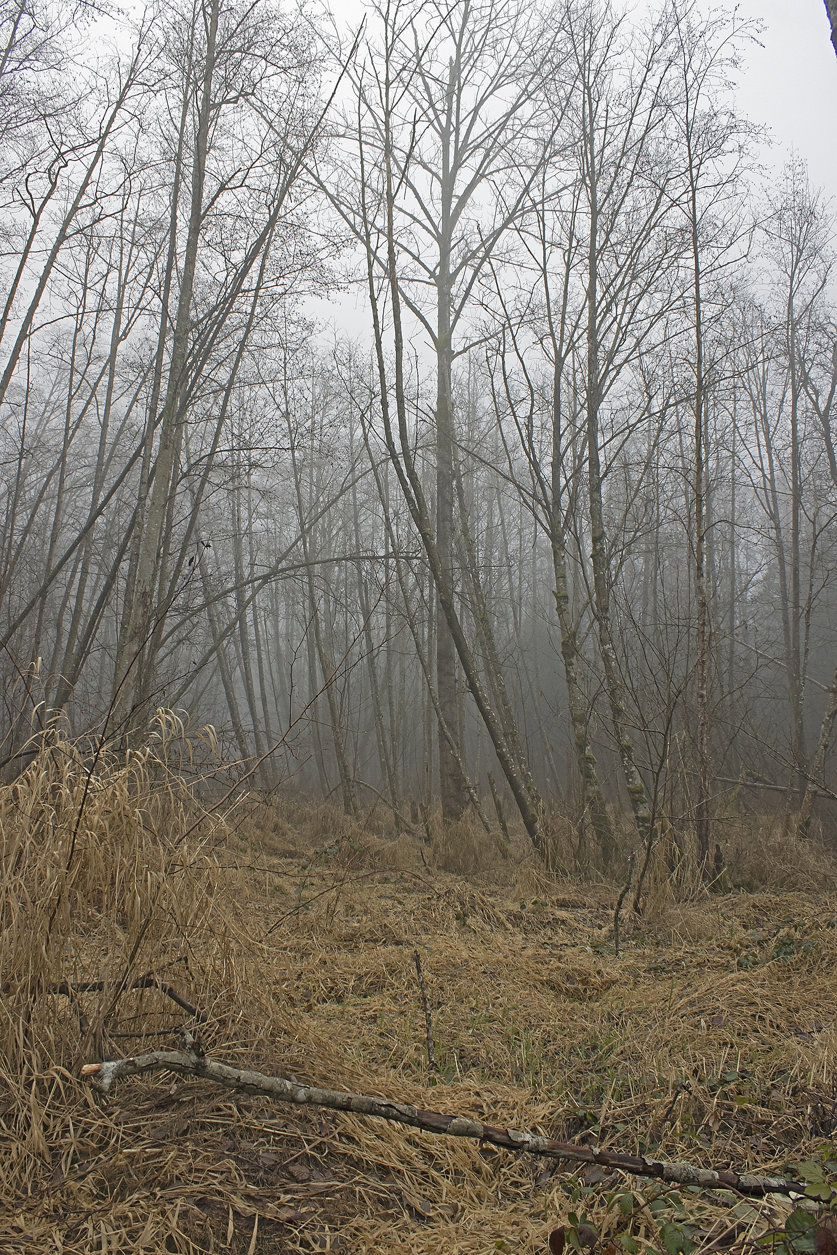 Misty marshland