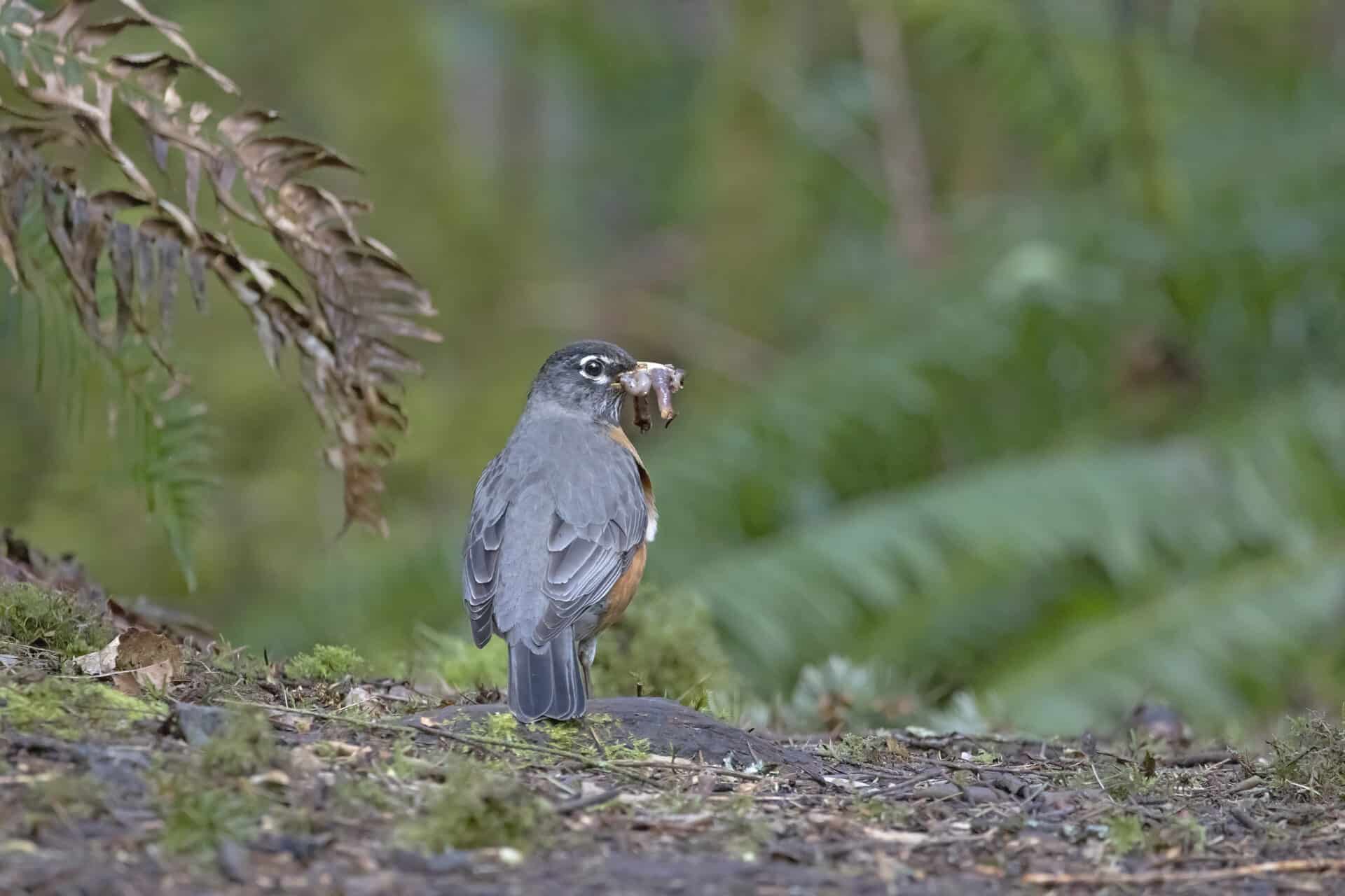 American Robin and Worm