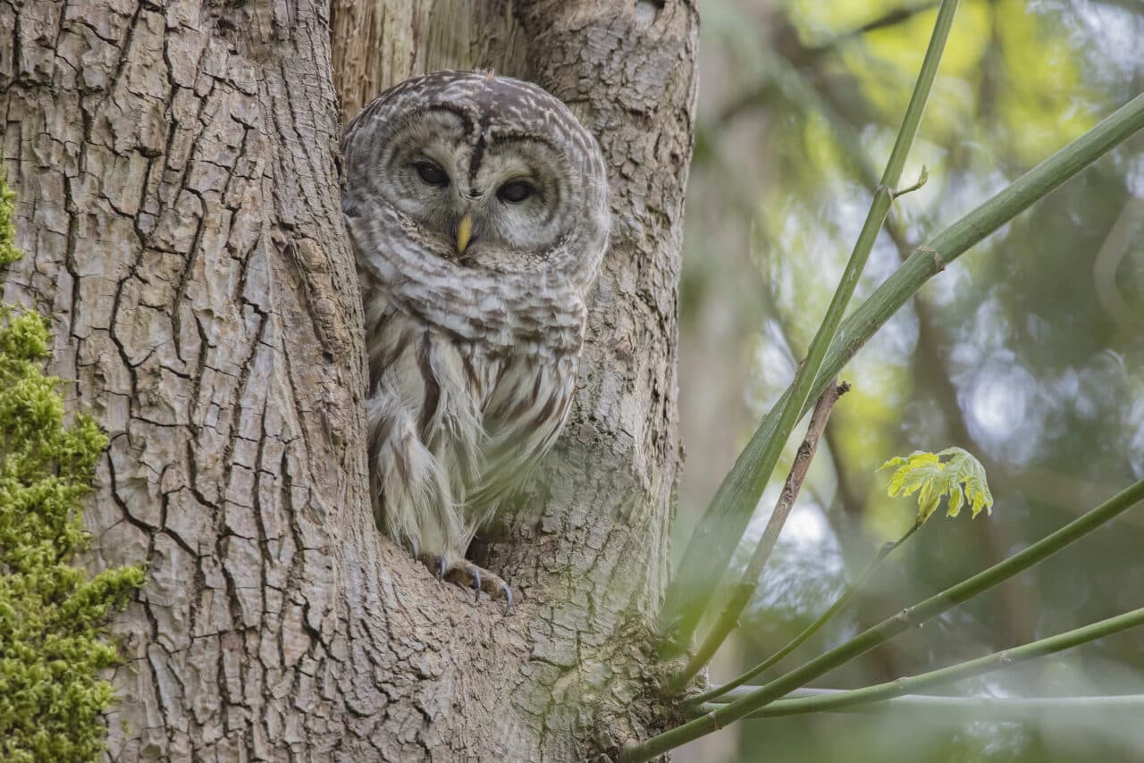 Barred Owl