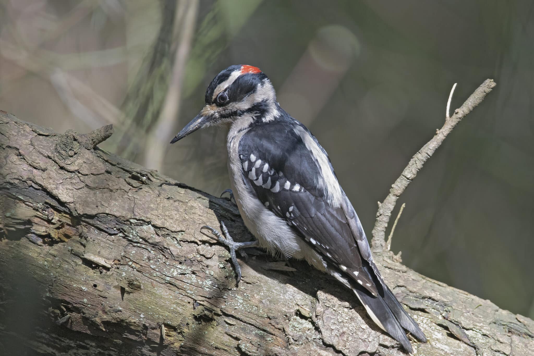 Hairy Woodpecker