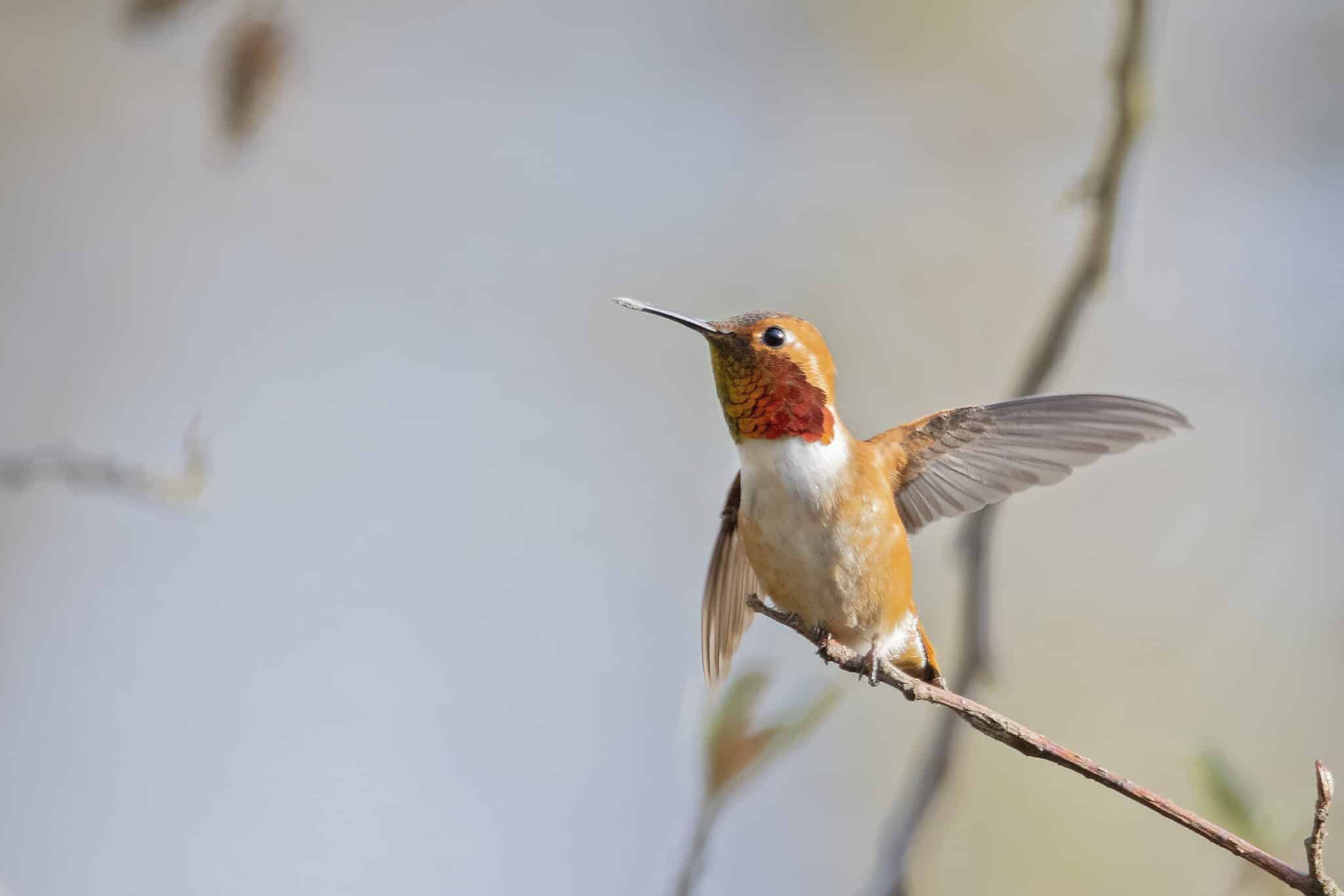 Rufous Hummingbird