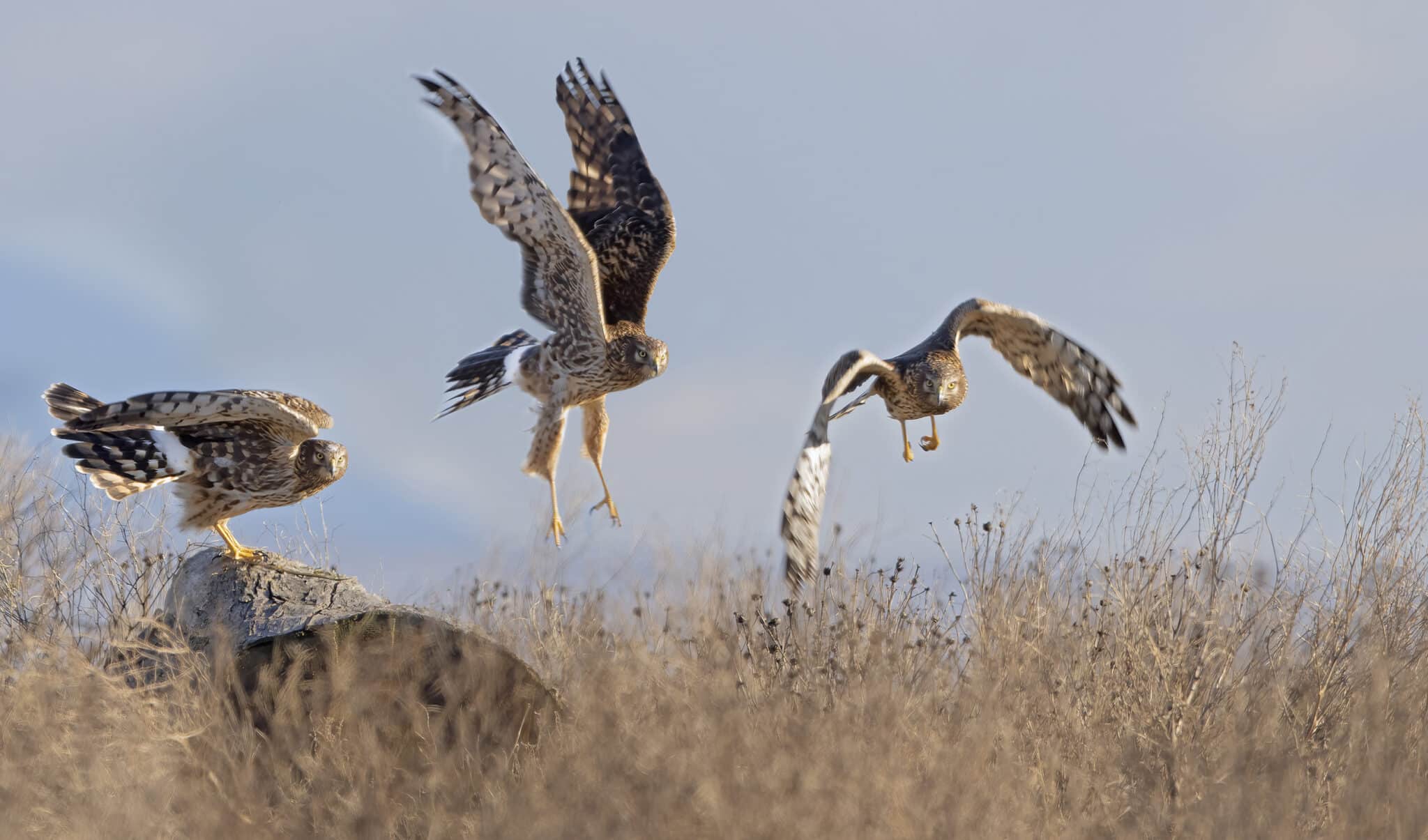 Northern Harrier Composite