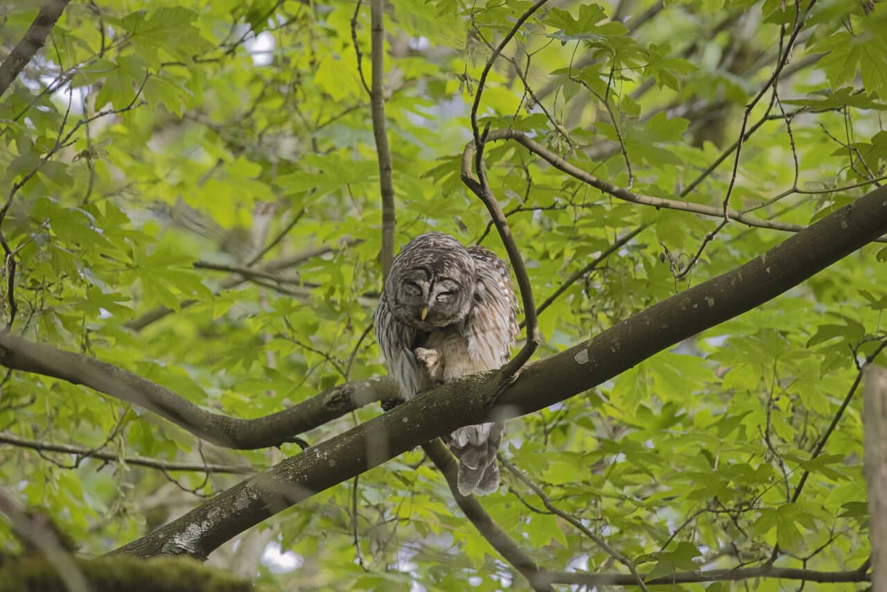 Barred Owl