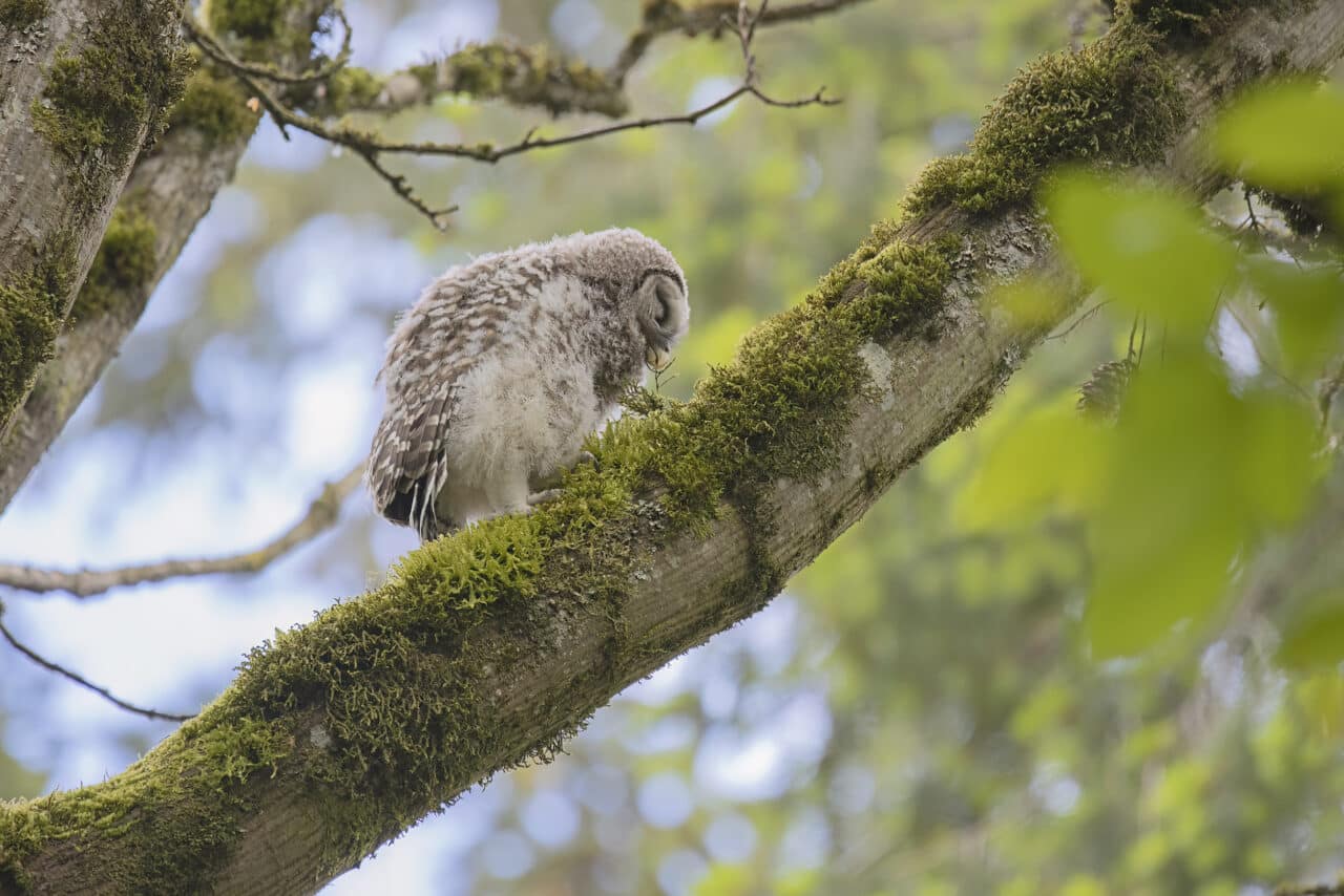 Barred Owlet