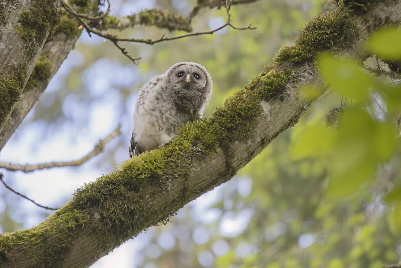 Barred Owlet