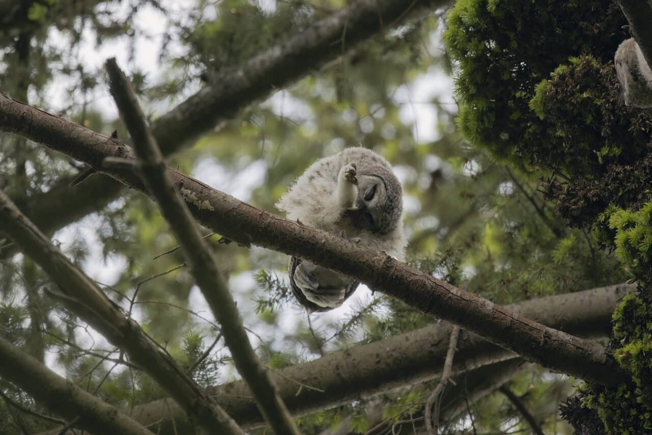 Barred Owlet