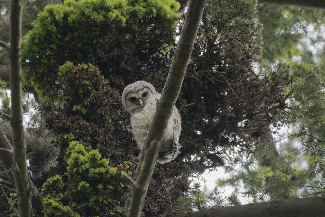 Barred Owlet