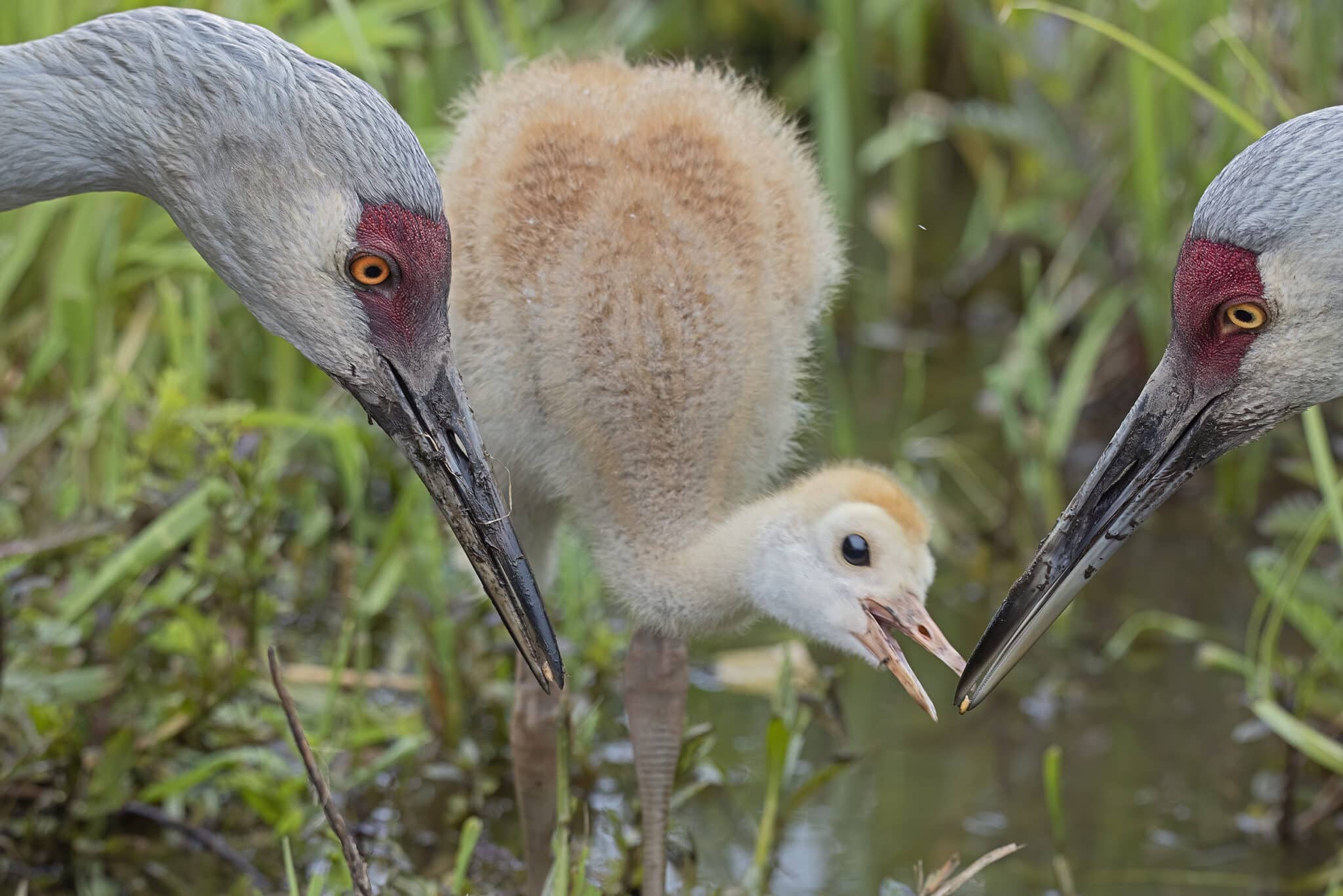 Sandhill Cranes and Colt