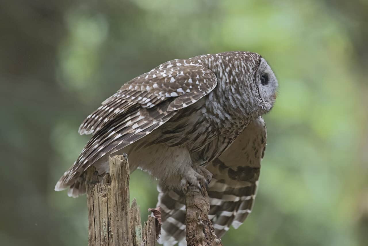Barred Owl in Preflight