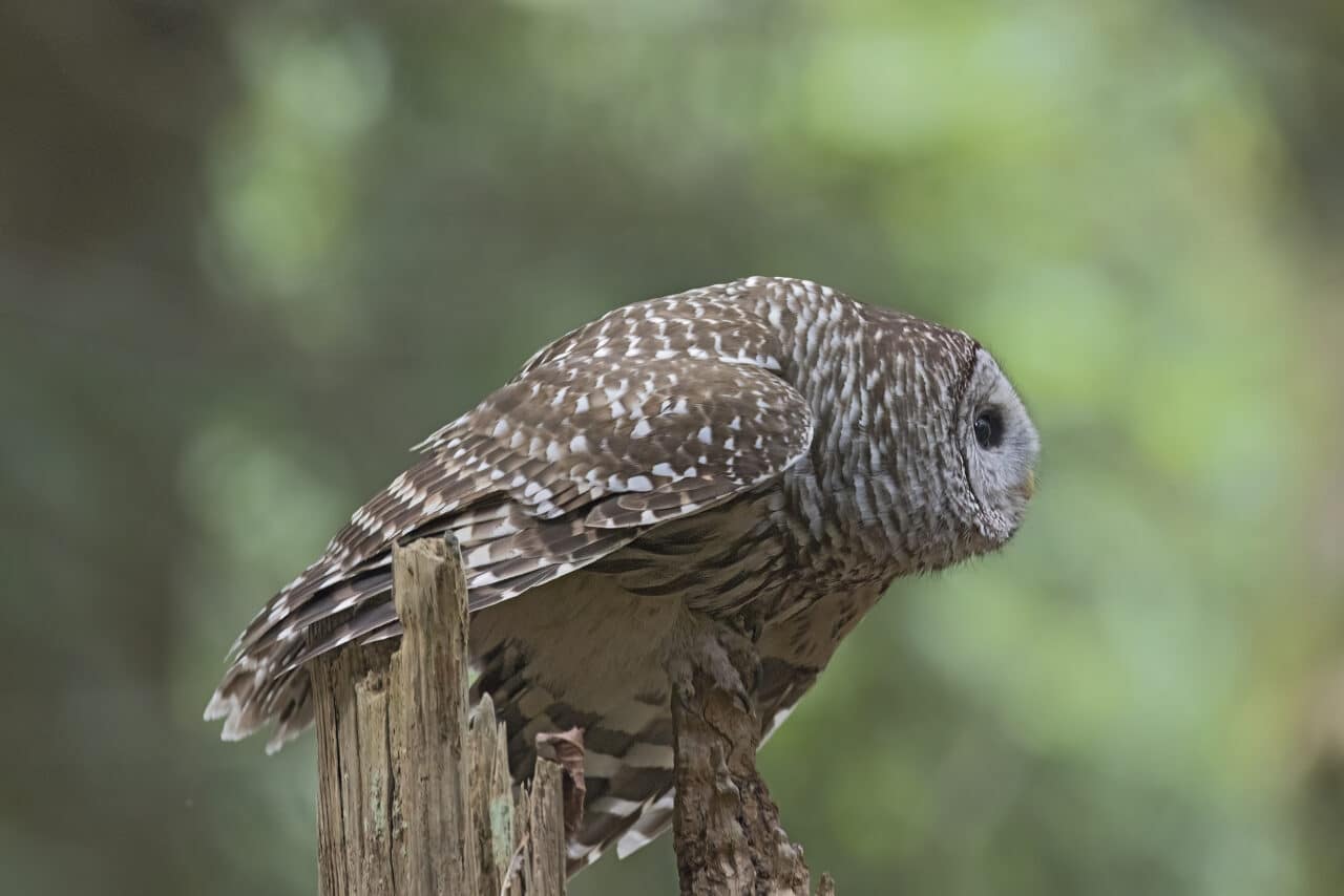 Barred Owl in Preflight