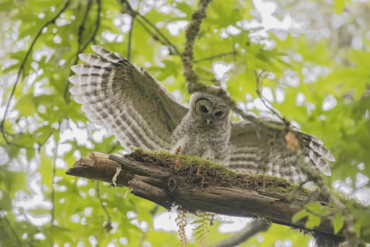 Barred Owlet