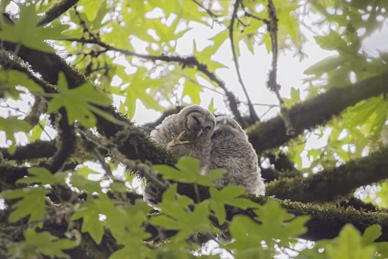 Barred Owlets