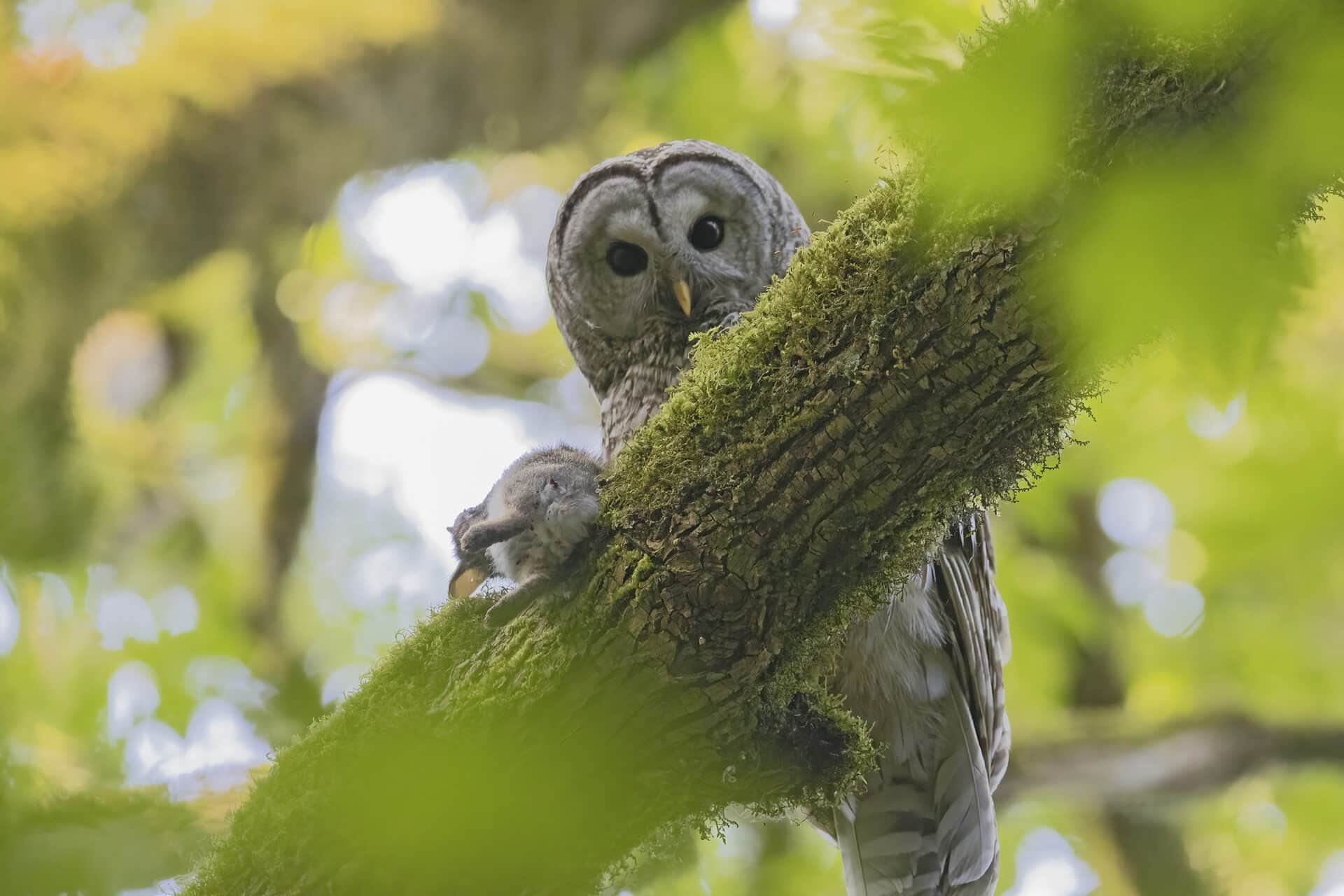 Barred Owl with Rabbit
