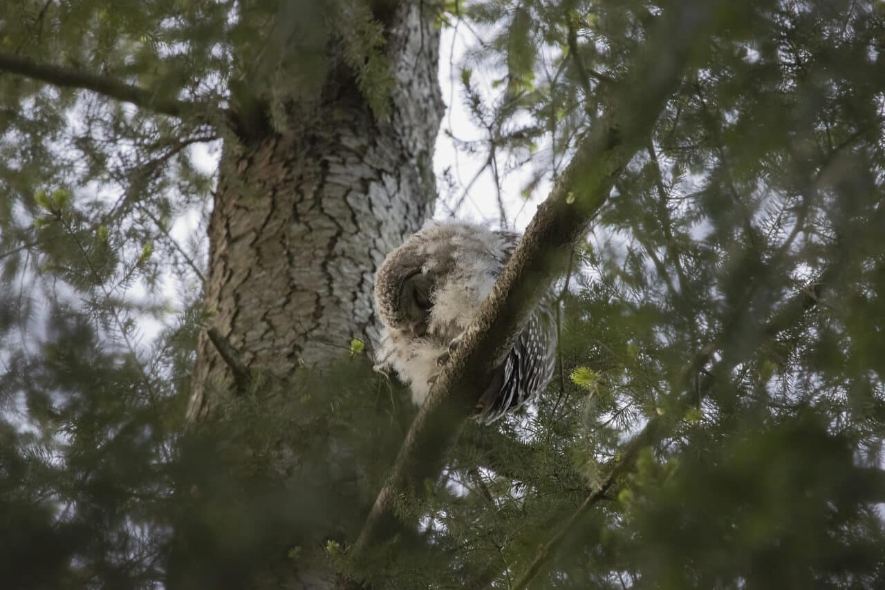 Barred Owlet