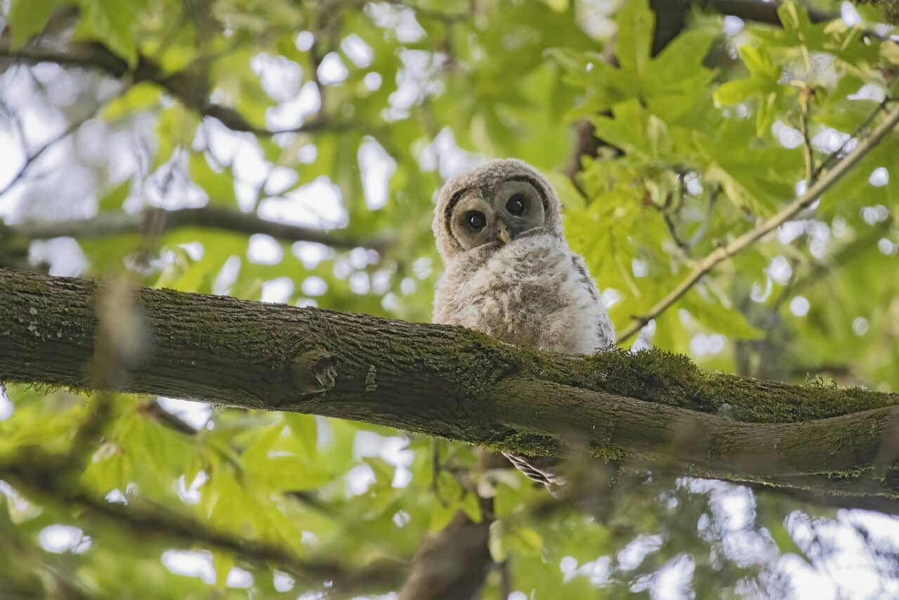 Barred Owlet