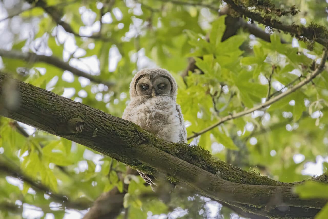 Barred Owlet