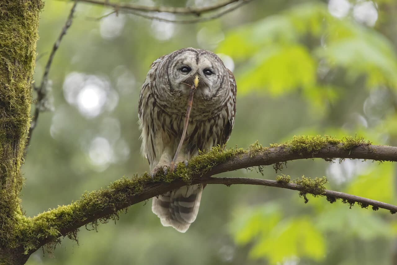 Barred Owl