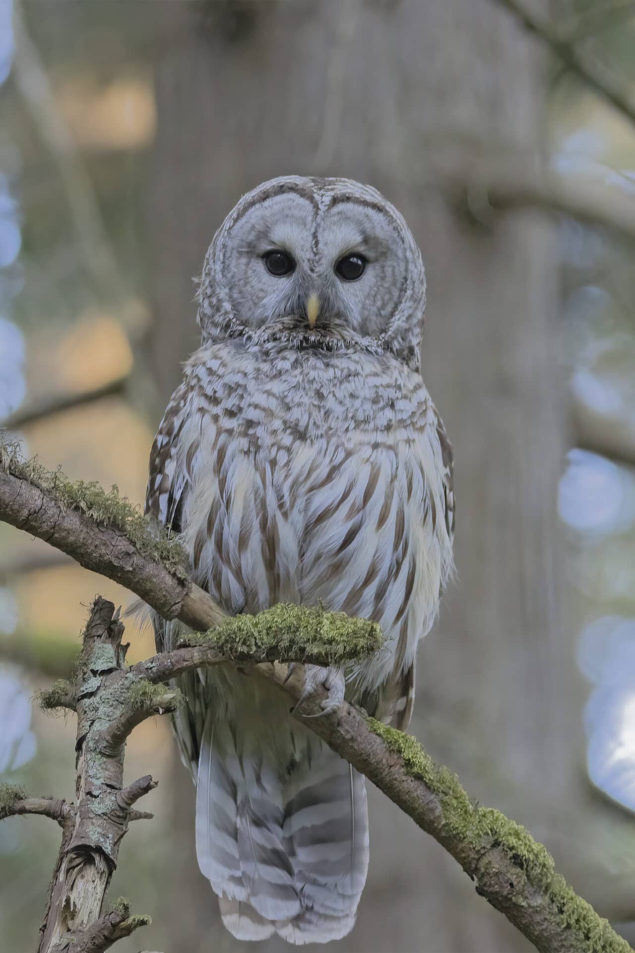 Barred Owl