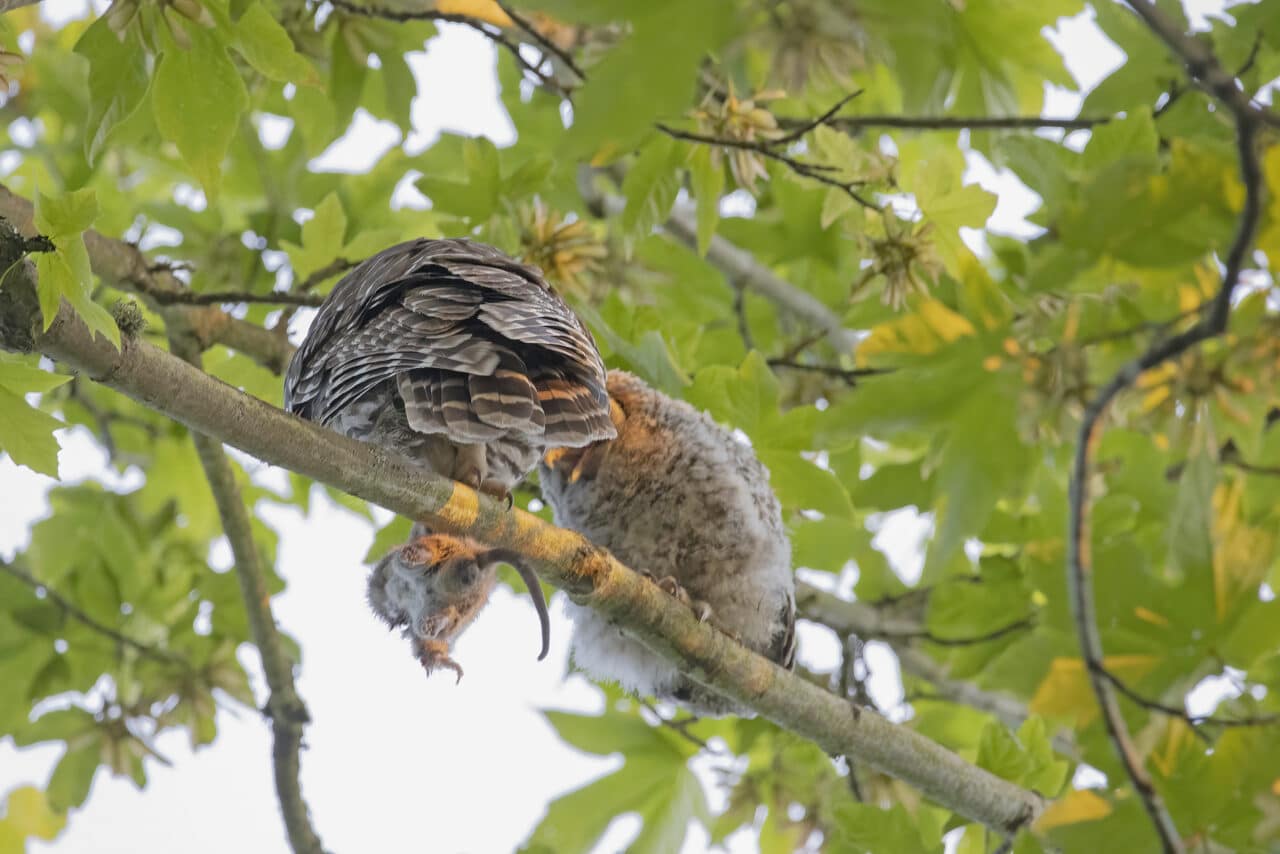 Barred Owlet and Parent