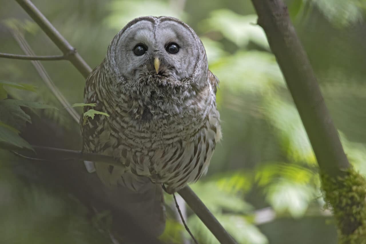 Barred Owl