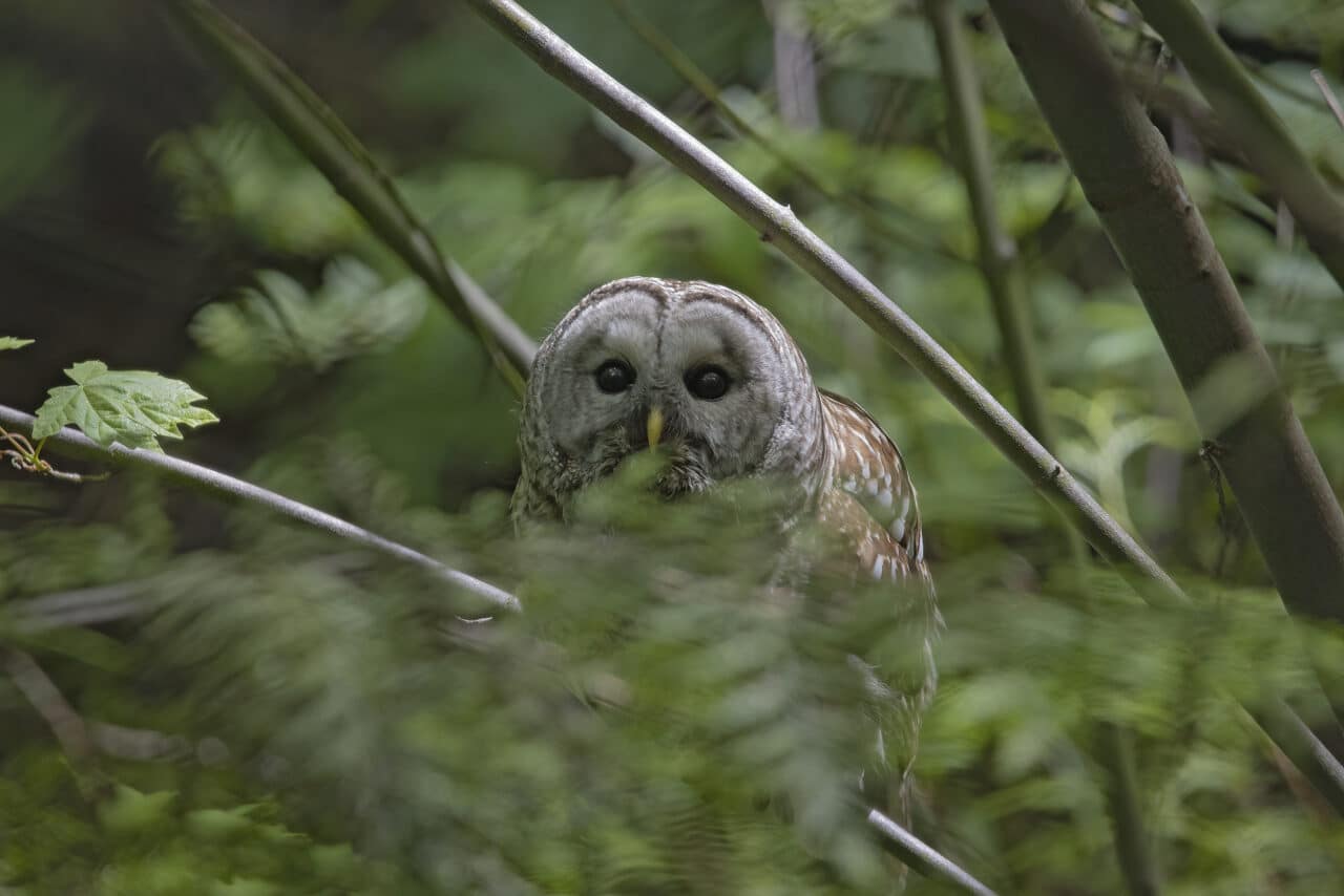 Barred Owl