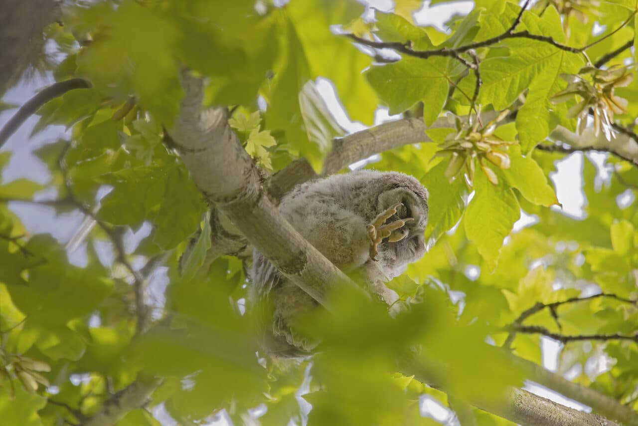 Barred Owlet