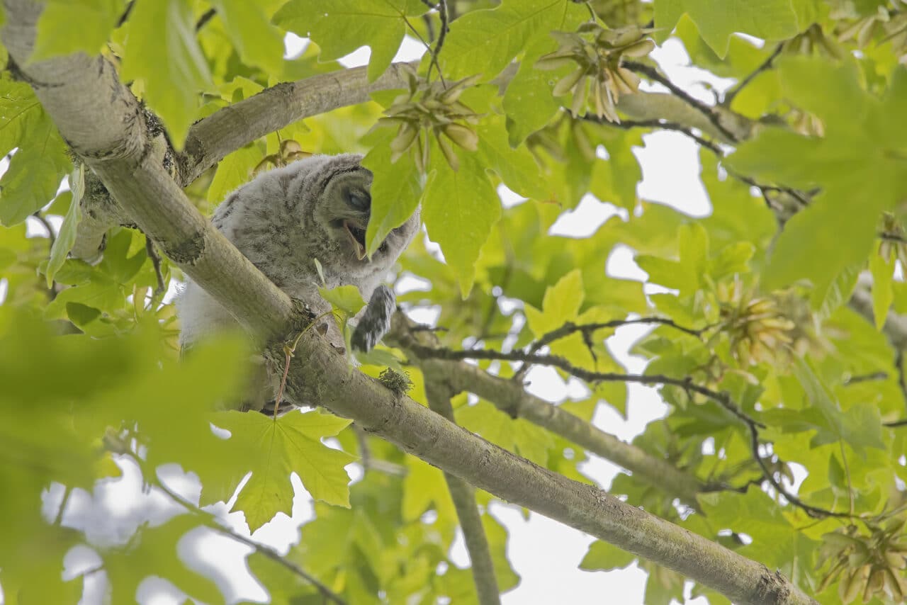 Barred Owlet Expels a Pellet