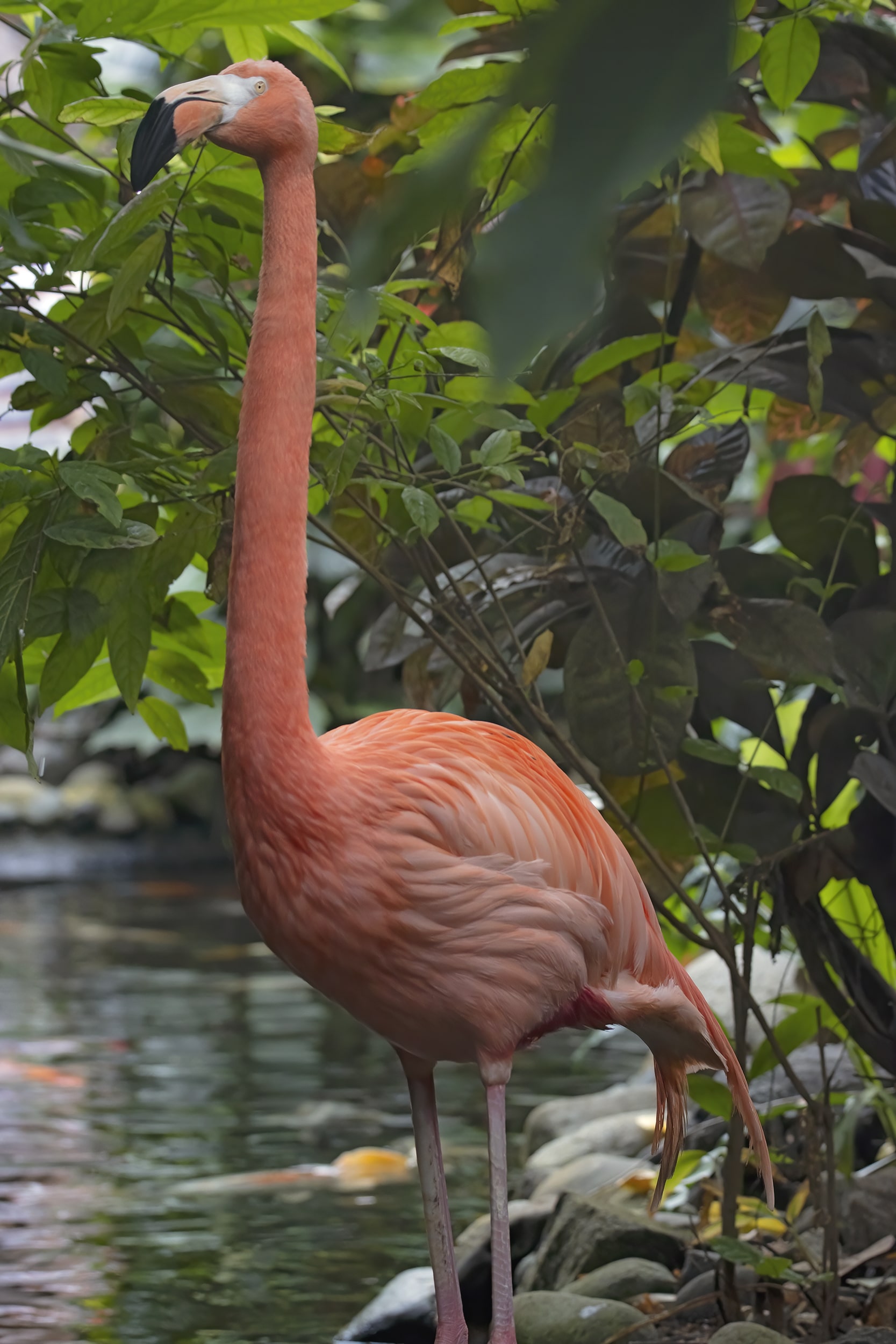 Caribbean Flamingo at the Victoria Butterfly Gardens