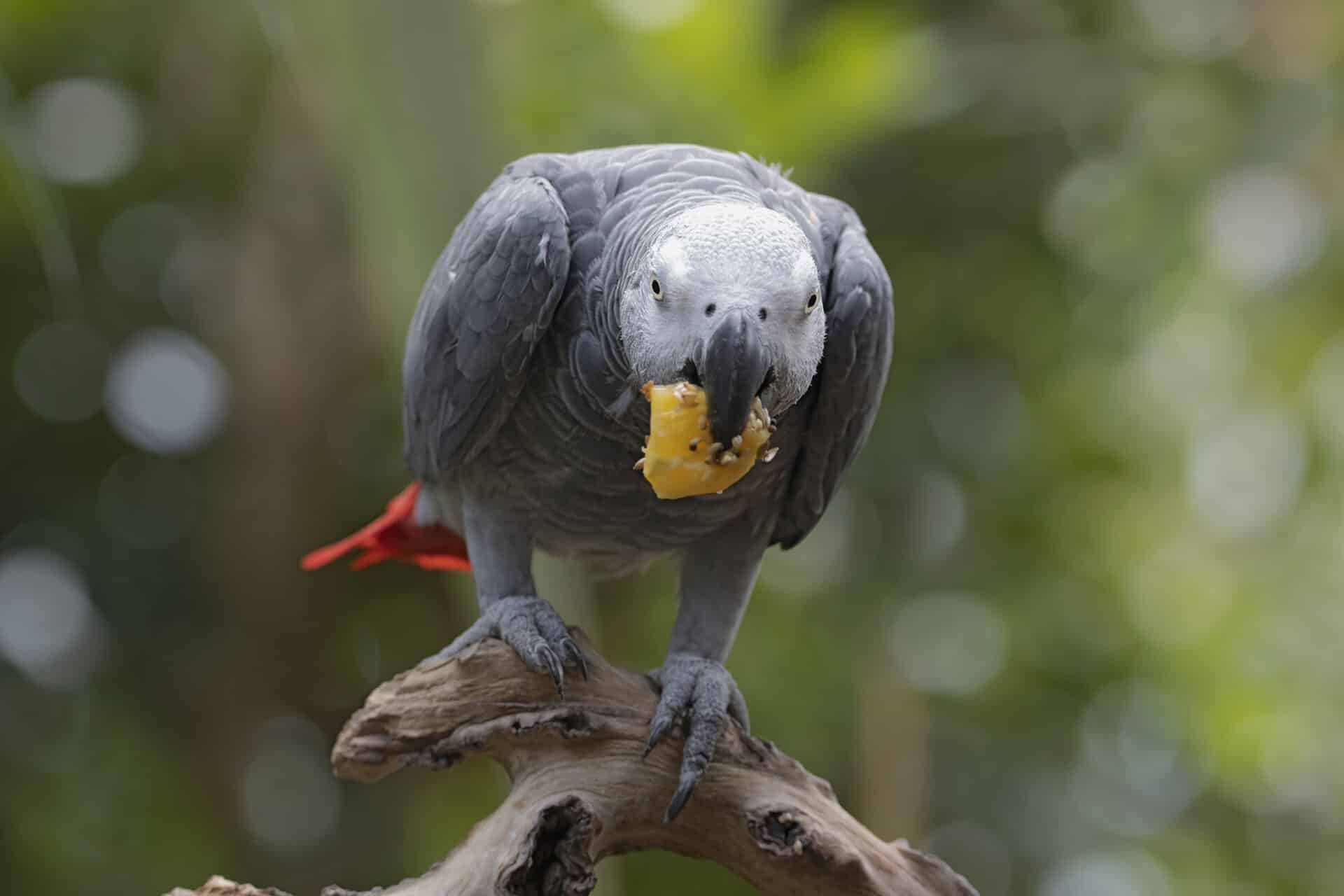 African Grey Parrot at the Victoria Butterfly Gardens