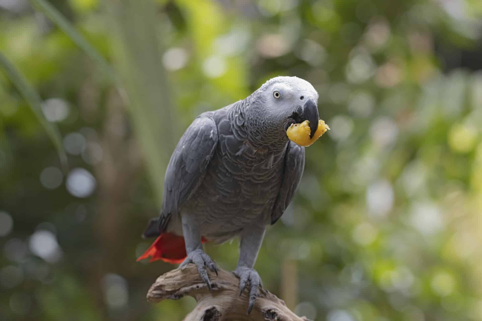 African Grey Parrot at the Victoria Butterfly Gardens