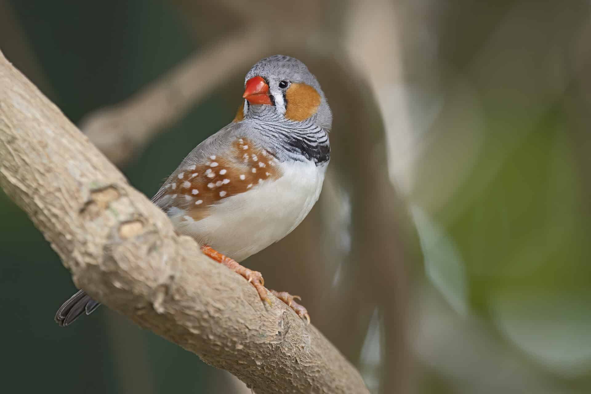 Zebra Finch at the Victoria Butterfly Gardens