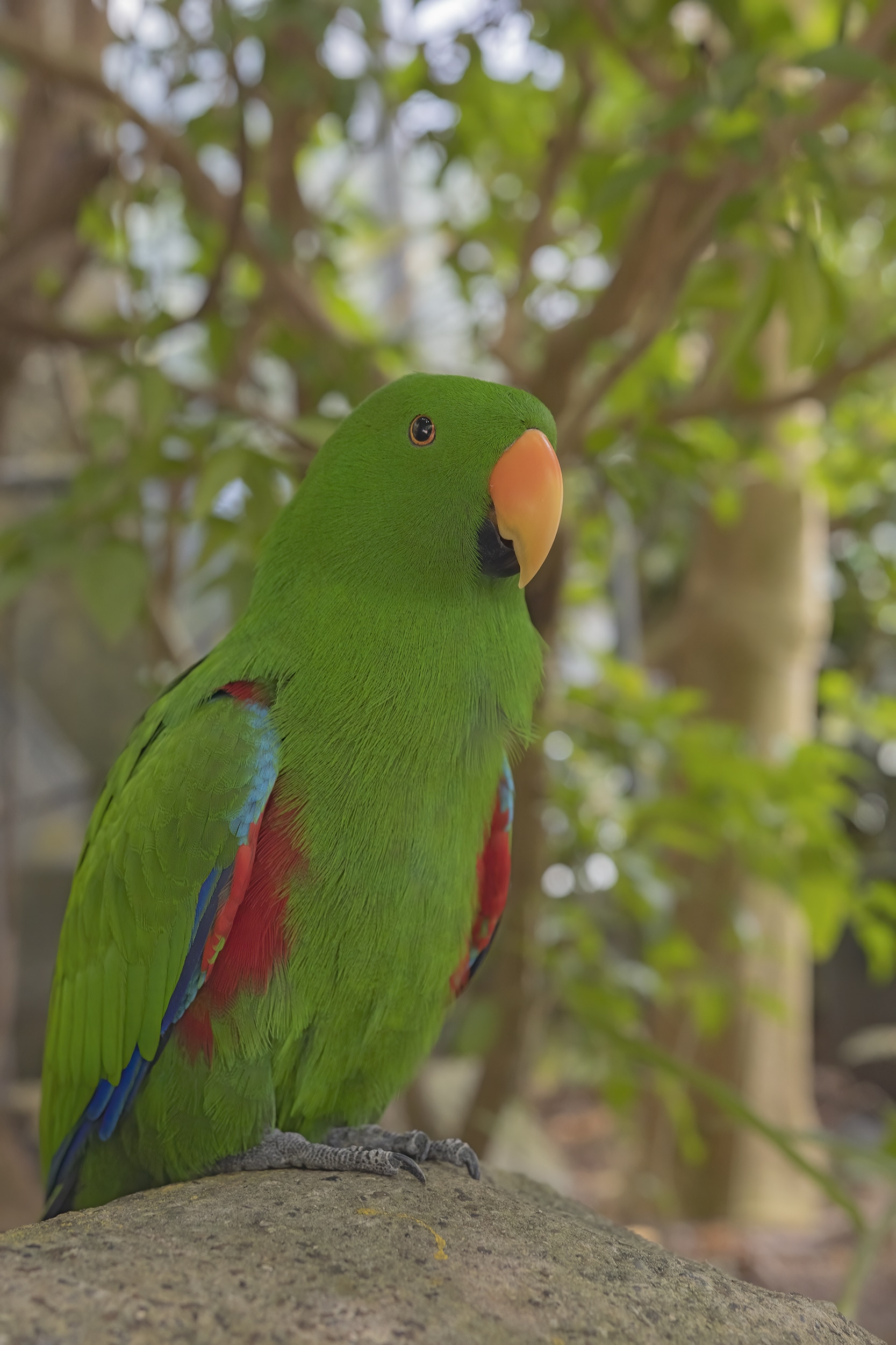 "Little E", Eclectus Parrot at the Victoria Butterfly Gardens