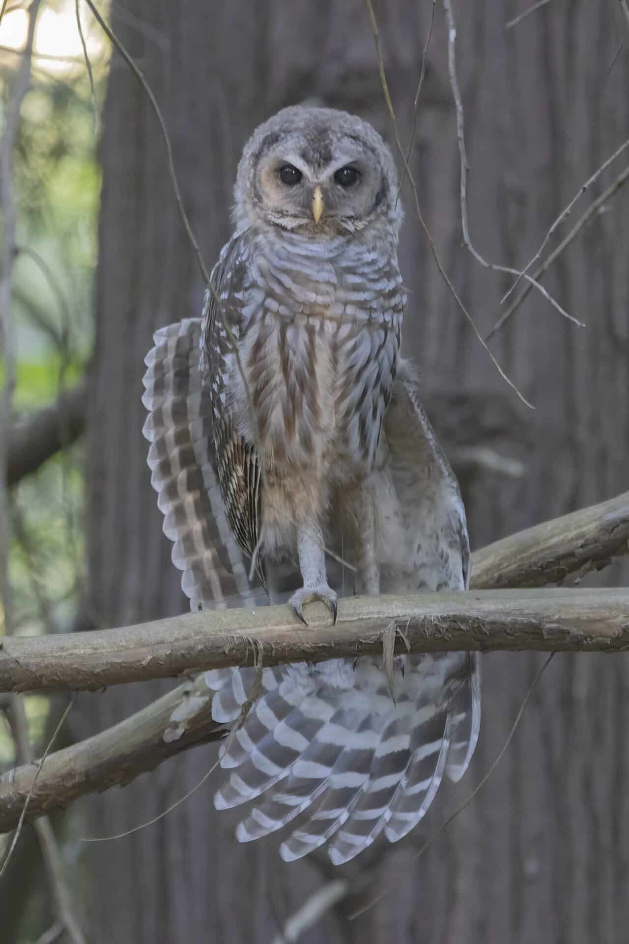 Barred Owlet