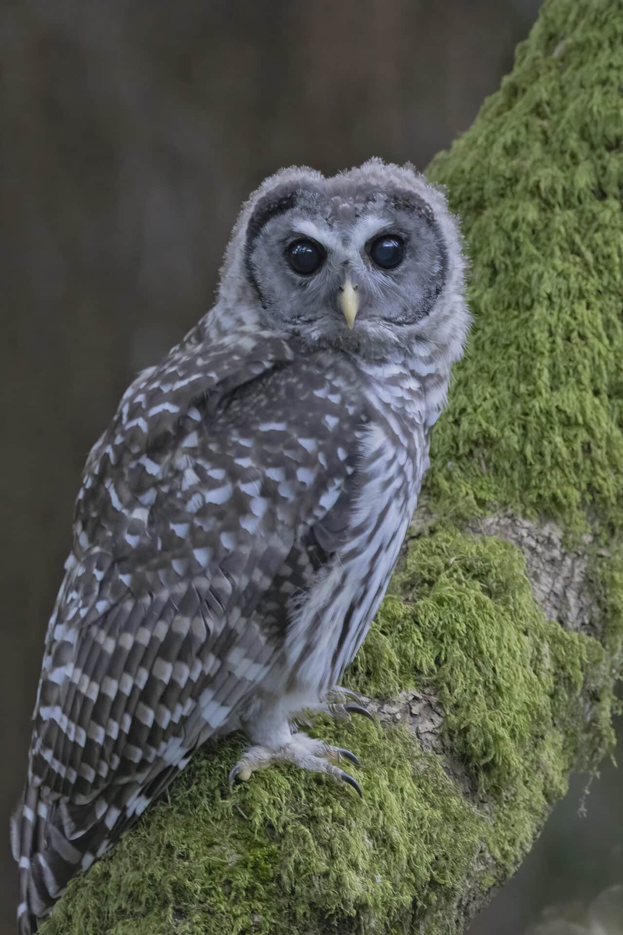 Barred Owlet
