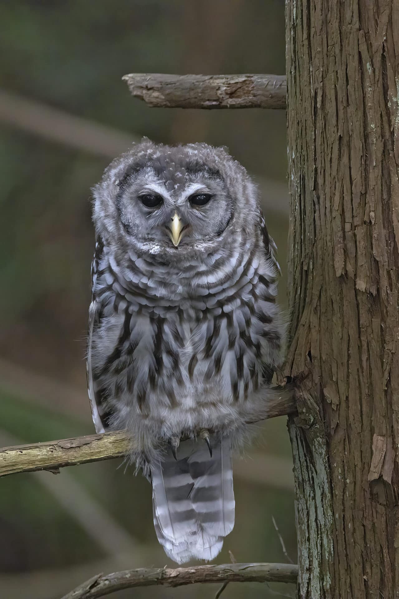 Barred Owlet