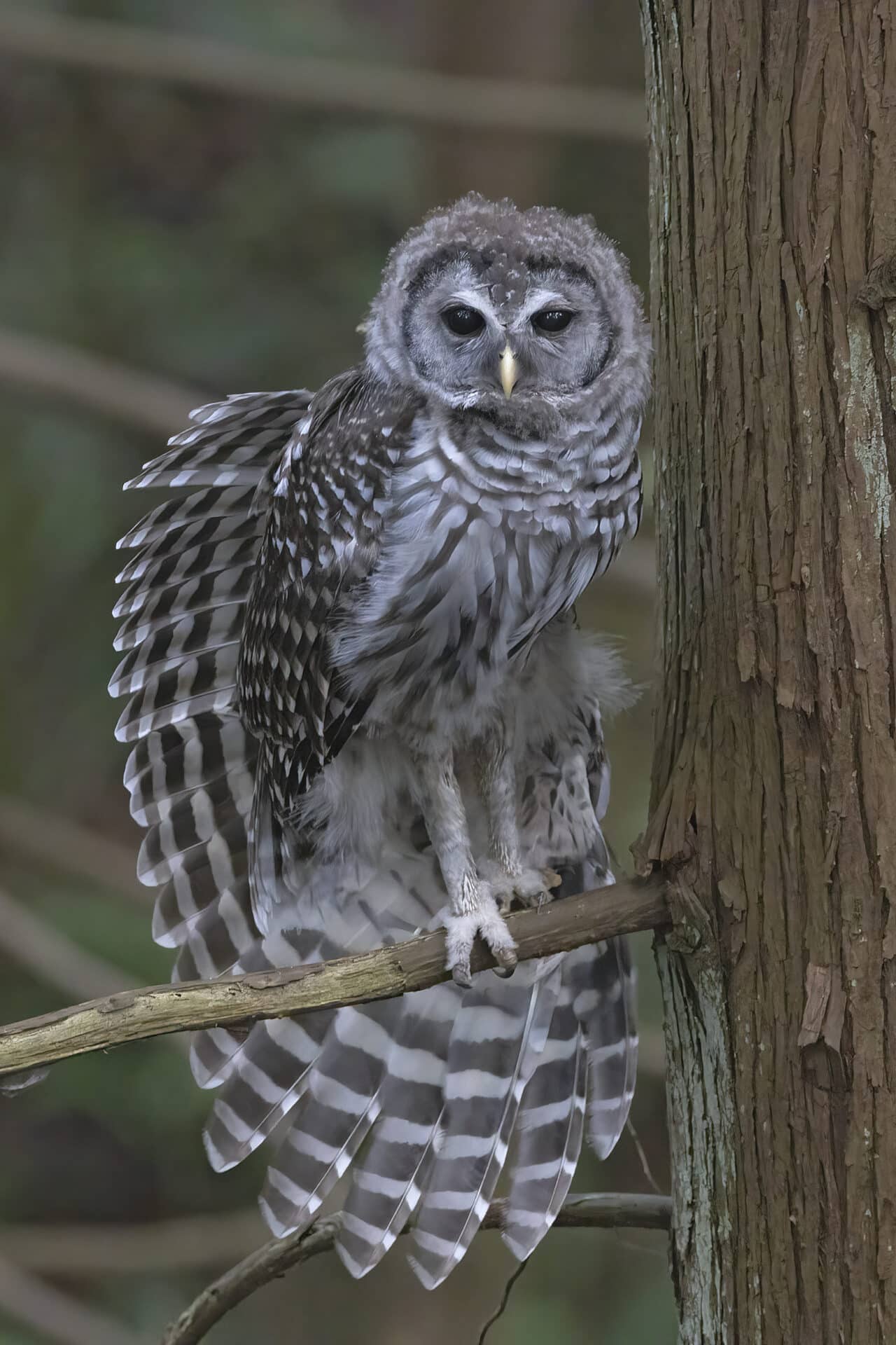Barred Owlet