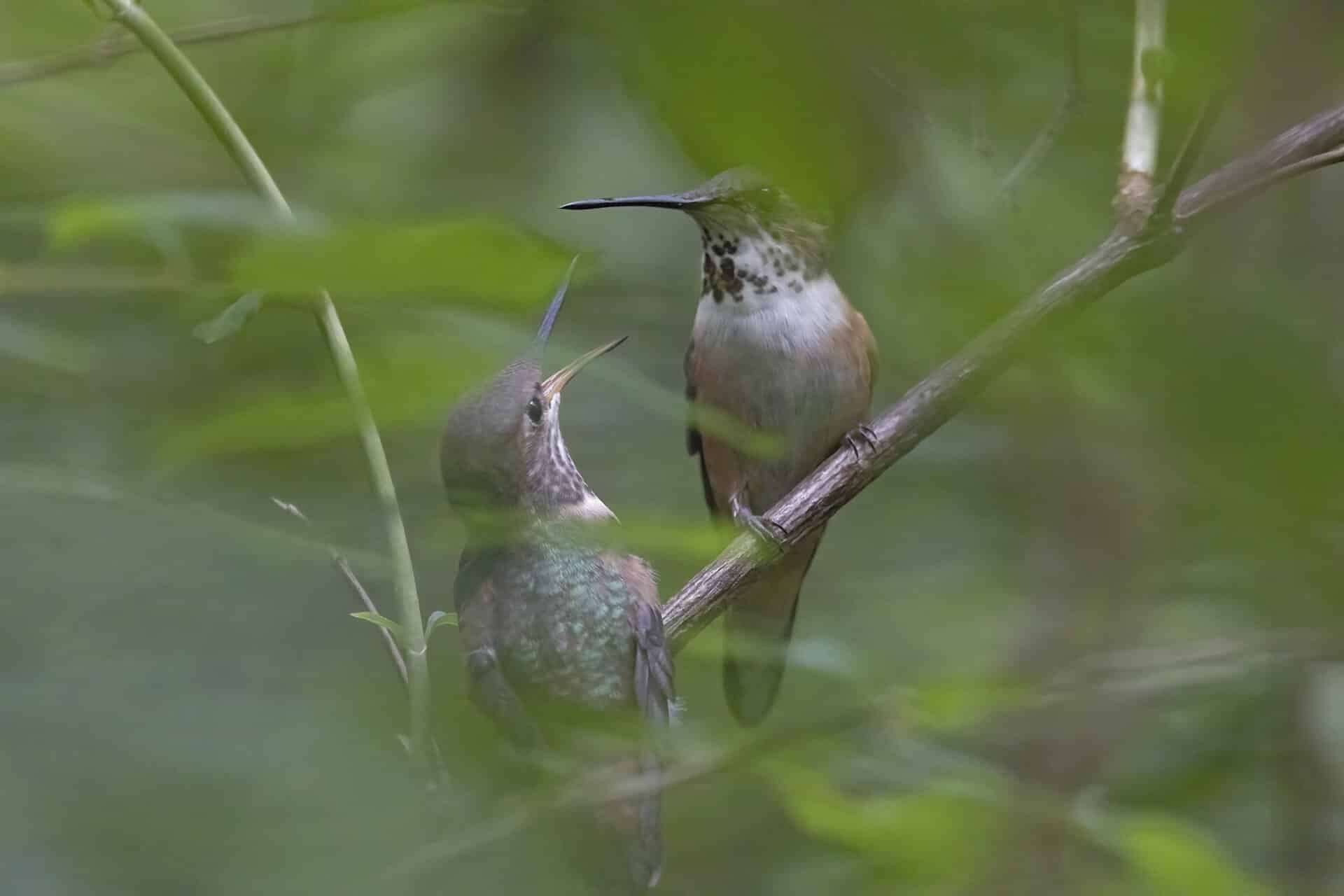 Rufous Hummingbird and Baby