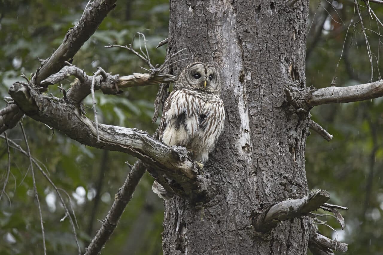 Barred Owl