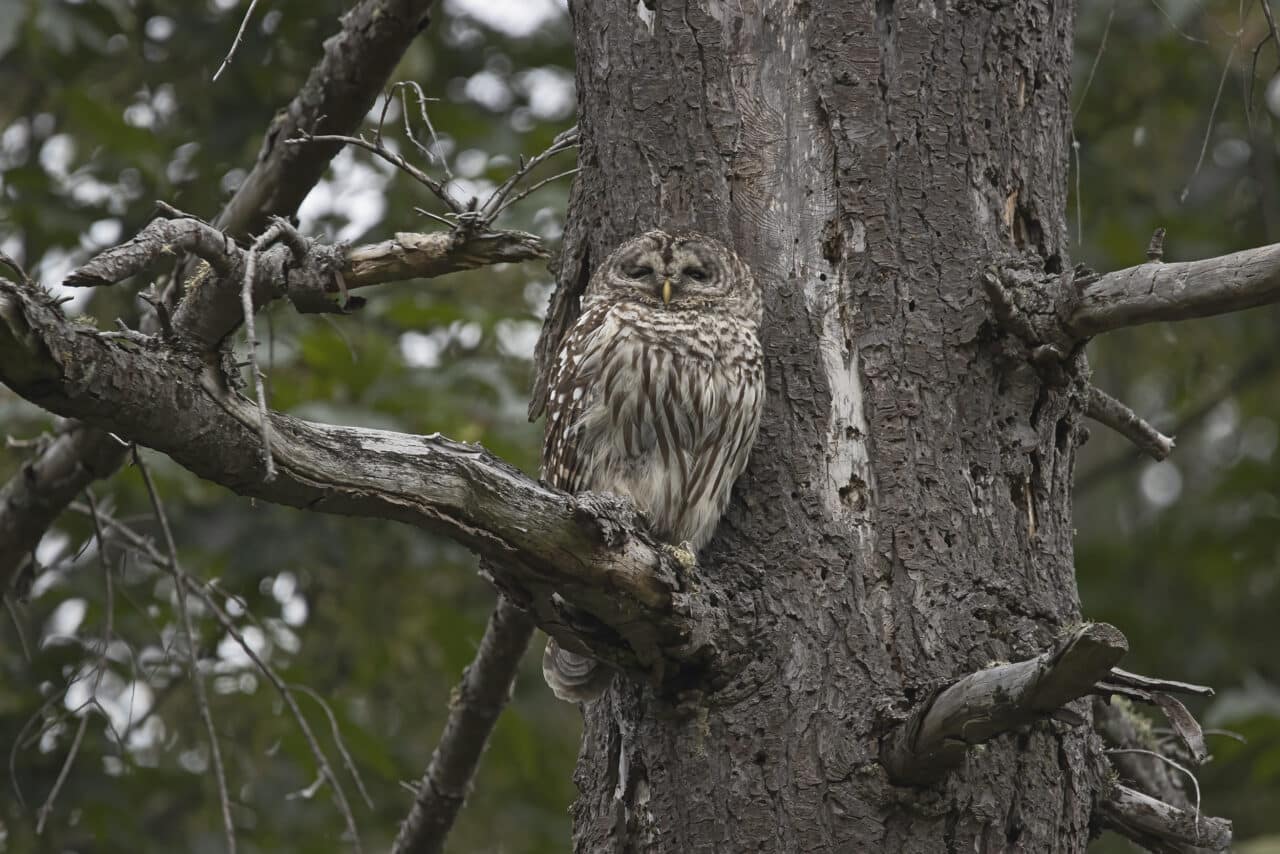Barred Owl