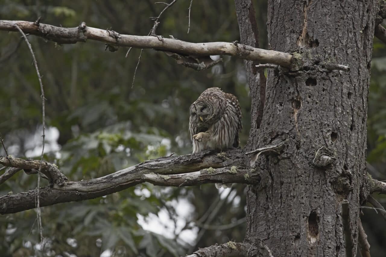 Barred Owl