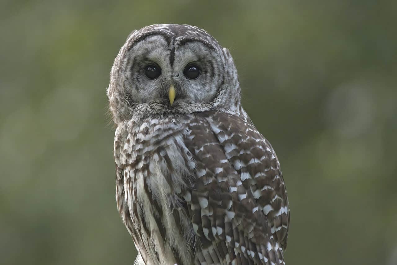 Barred Owl